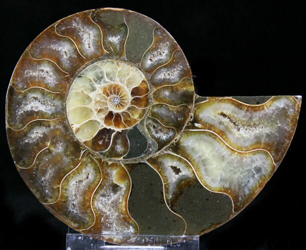 Agatized Ammonite Fossil (Half) #22768